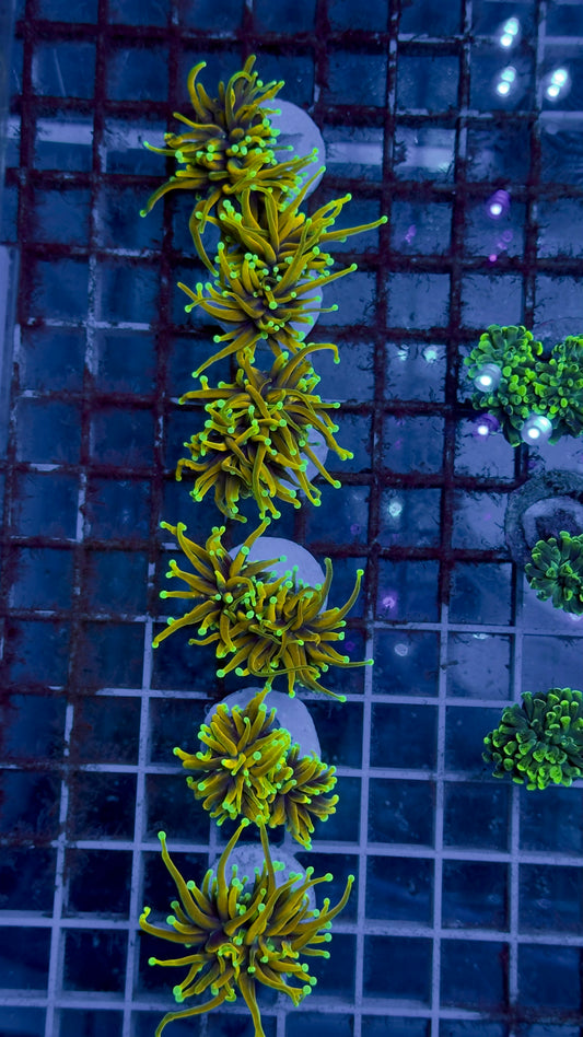 Euphyllia Torch Gold