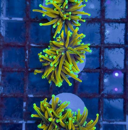 Euphyllia Torch Gold
