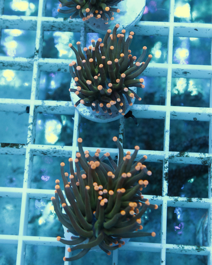 Euphyllia Torch yellow tips