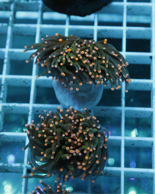 Euphyllia Torch yellow tips