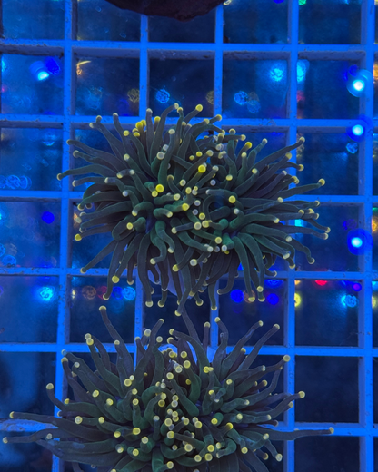 Euphyllia Torch yellow tips