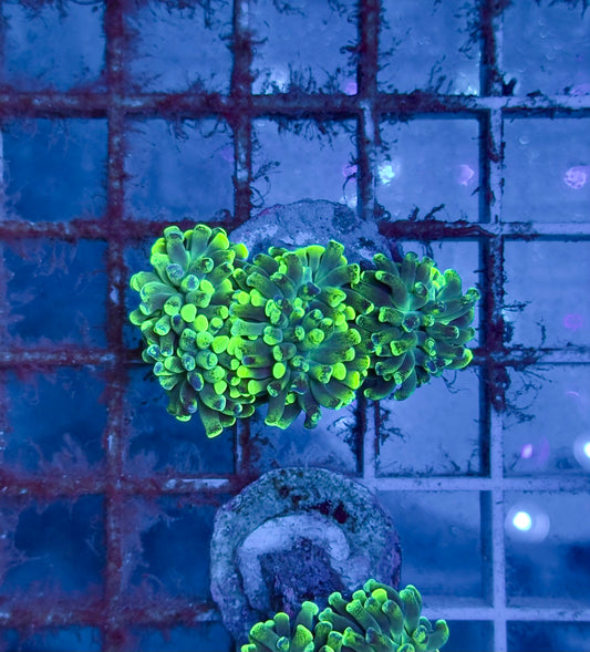 Euphyllia Toxic Green