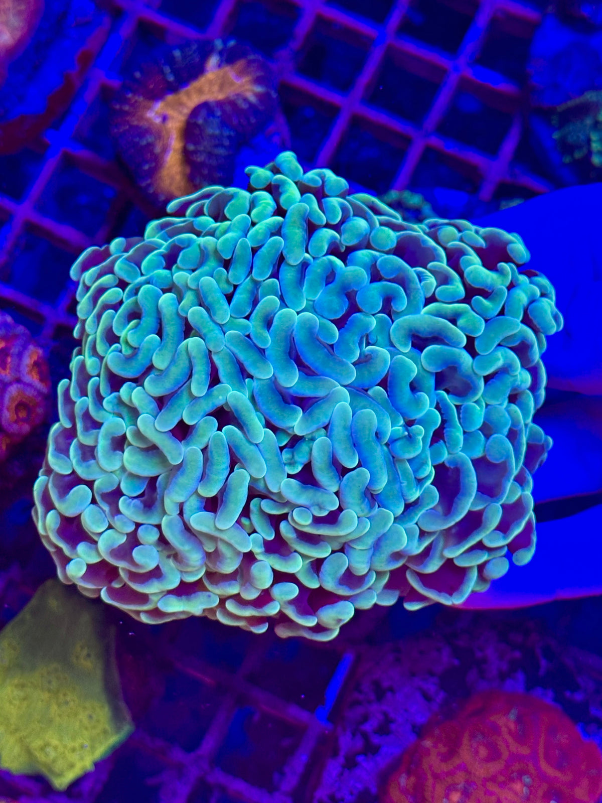Euphyllia Ancora GREEN MIRACLE