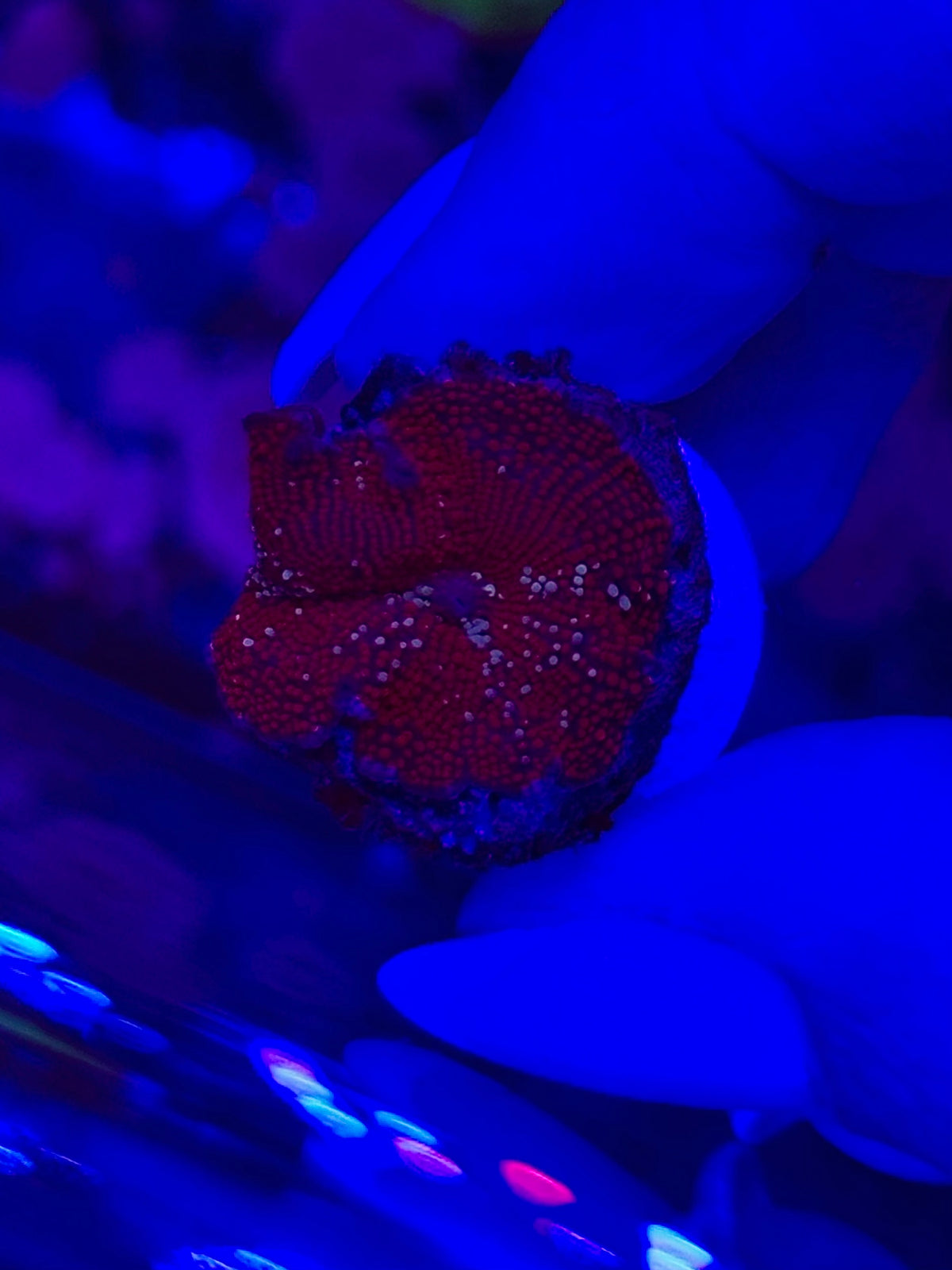 Discosoma RED VELVET WYSIWYG