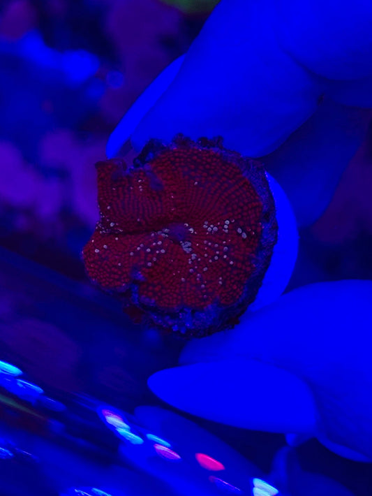 Discosoma RED VELVET WYSIWYG
