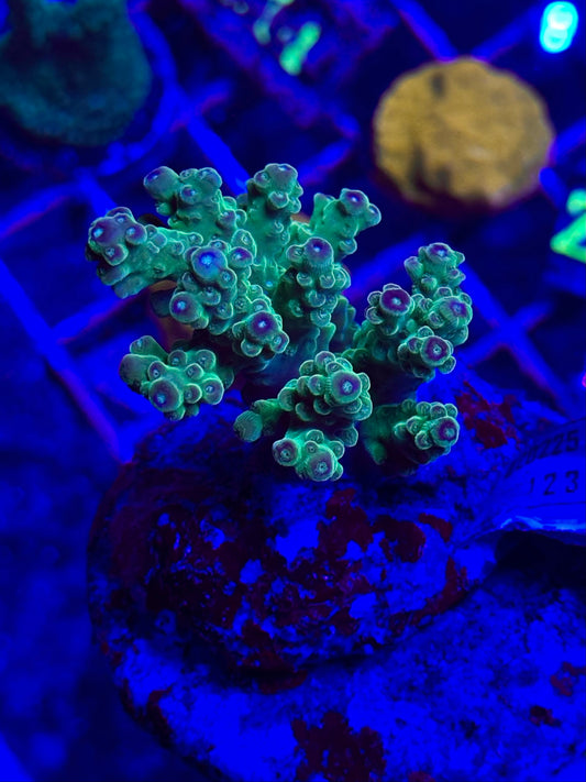 Acropora spp. WYSIWYG 009