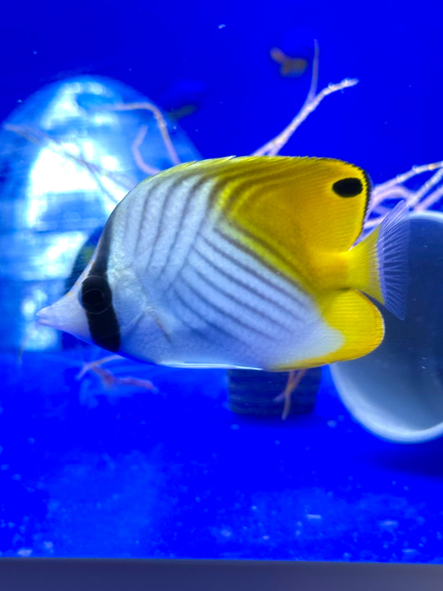 Chaetodon auriga (Pez mariposa de aletas de hilo / Threadfin Butterflyfish)