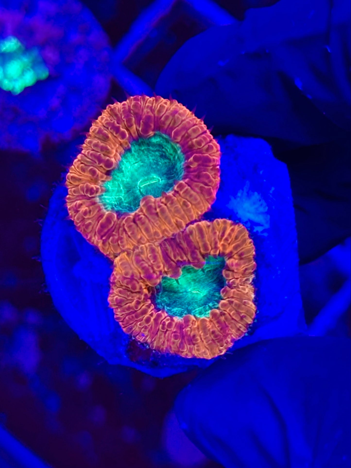 Blastomusa Welsi