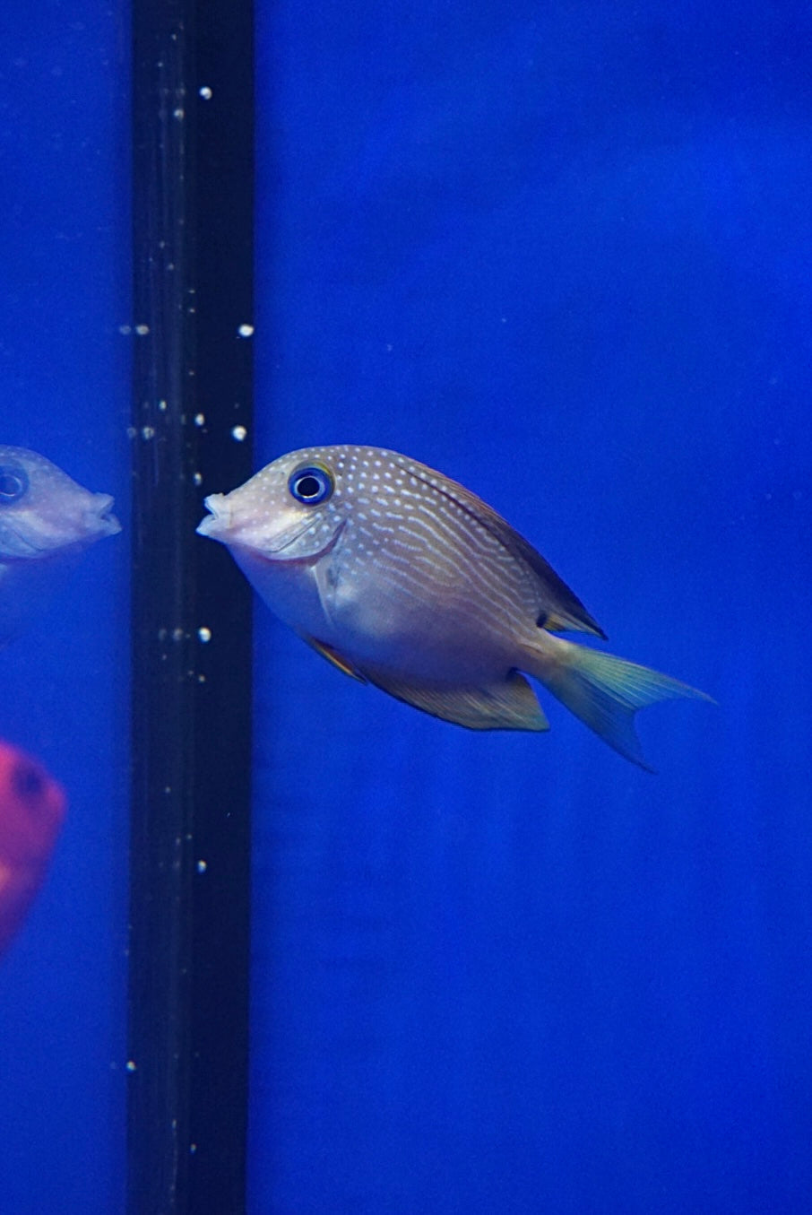 Pez Cirujano de Ojos Azules - Ctenochaetus binotatus