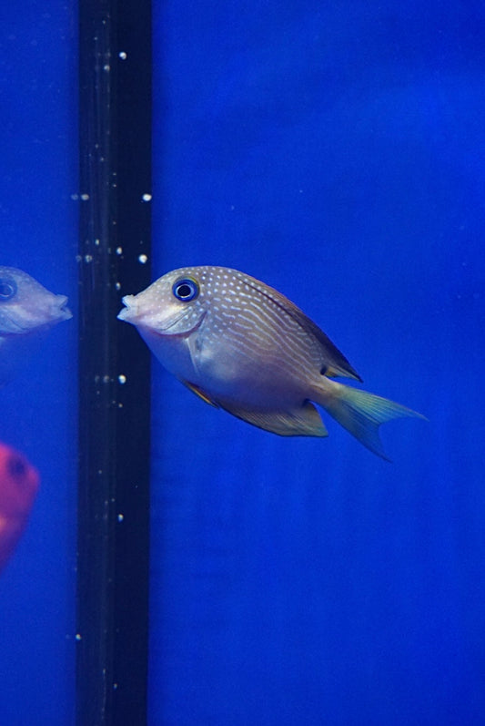 Pez Cirujano de Ojos Azules - Ctenochaetus binotatus