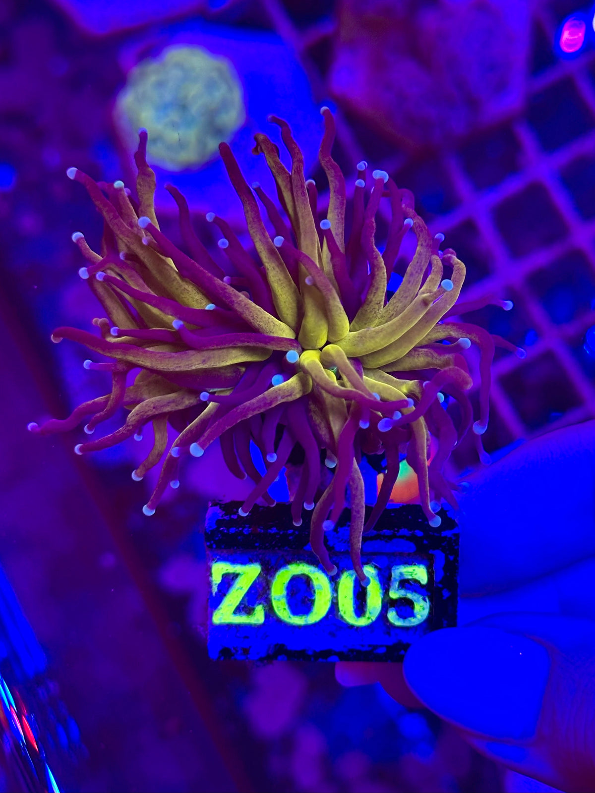Euphyllia TORCH - 24K