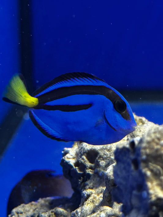 Pez Cirujano Real - Paracanthurus hepatus