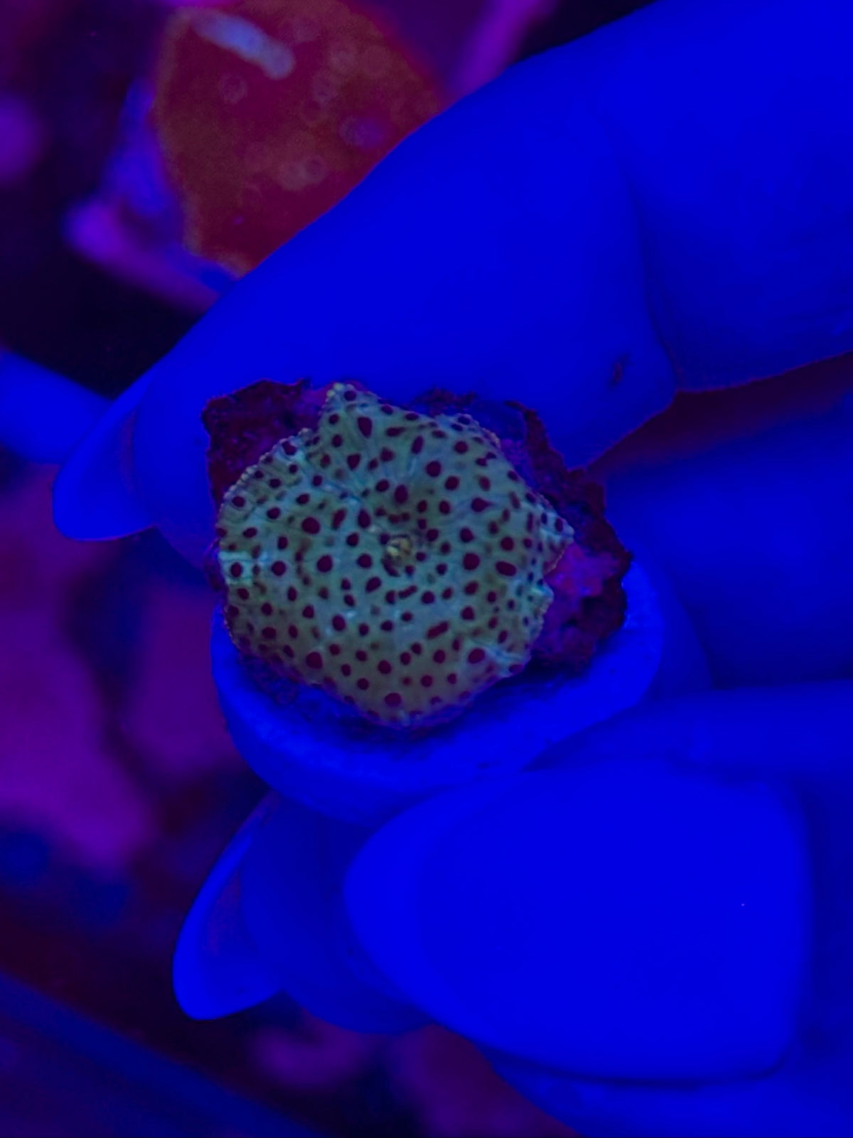 Discosoma WYSIWYG 003