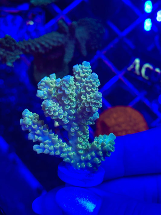 Acropora millepora “Neon Yellow”