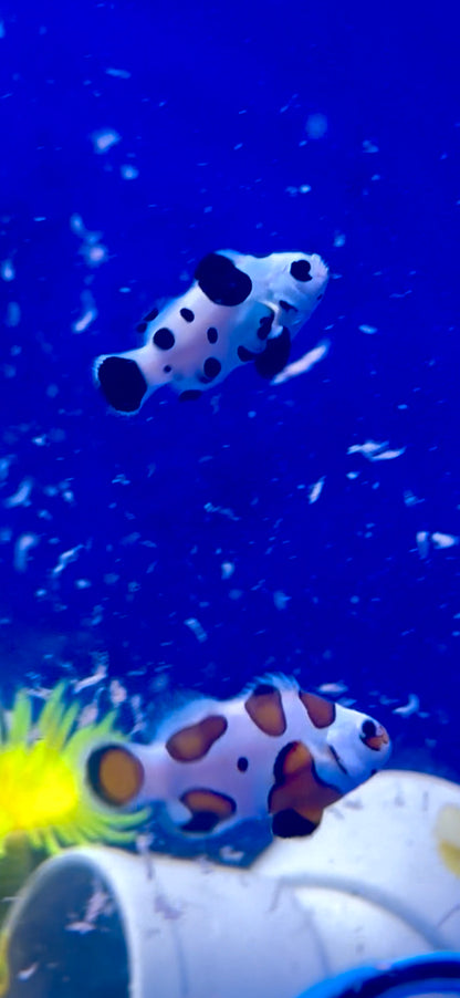 Pareja Amphiprion ocellaris “Black Storm” y “Orange Storm”
