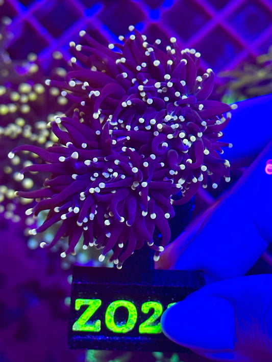 Euphyllia BLACK TORCH