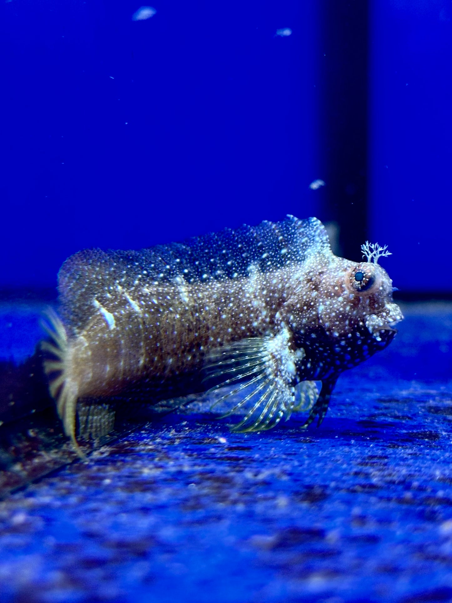 Salarias ramosus - Blenio