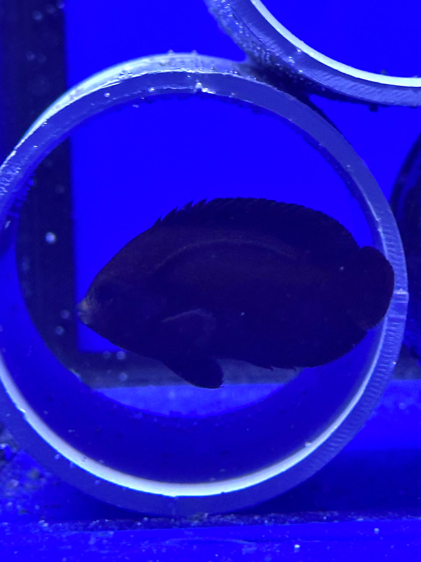 Centropyge nox (Pez ángel enano Midnight)