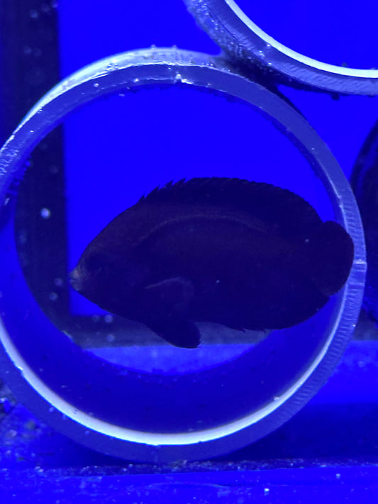 Centropyge nox (Pez ángel enano Midnight)