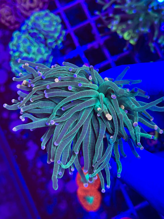 Euphyllia TORCH - GREEN FANTASY