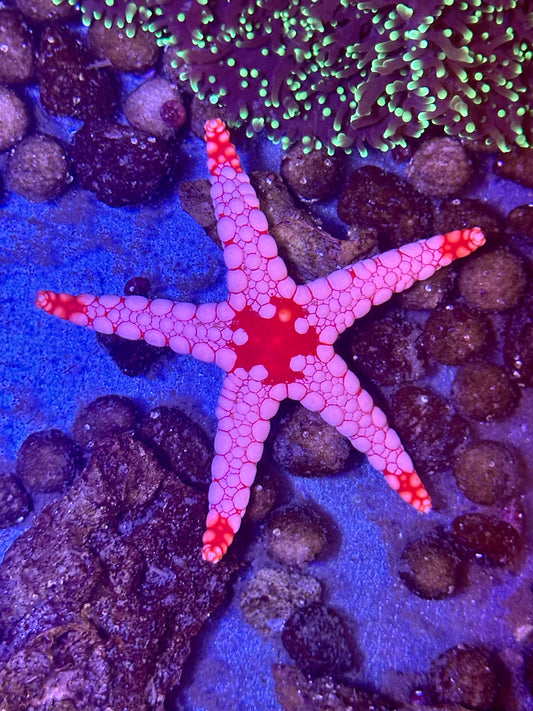 Fromia monilis (Estrella de Mar Monilis)