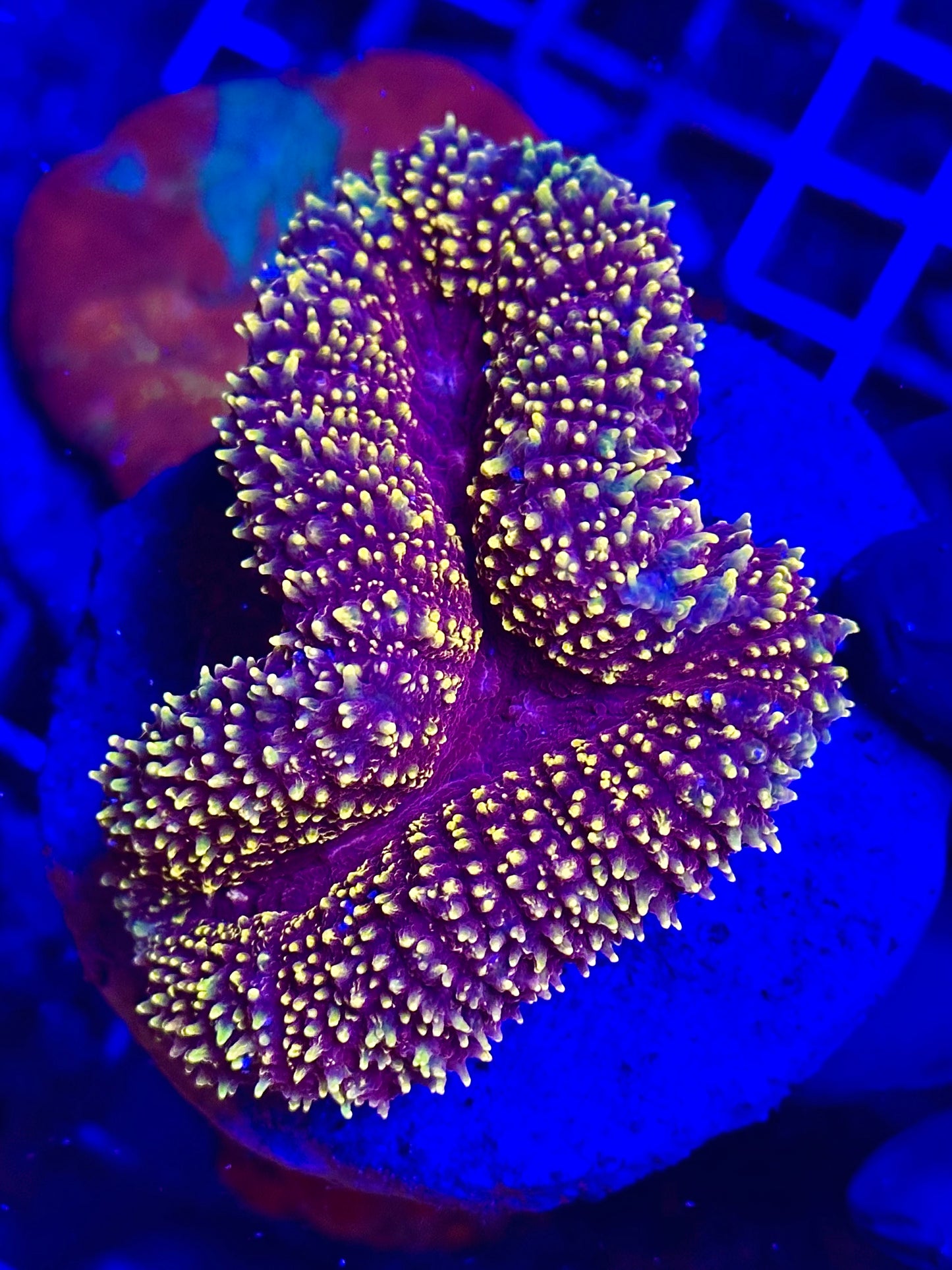 LOBOPHYLLIA SUNSET - WYSIWYG