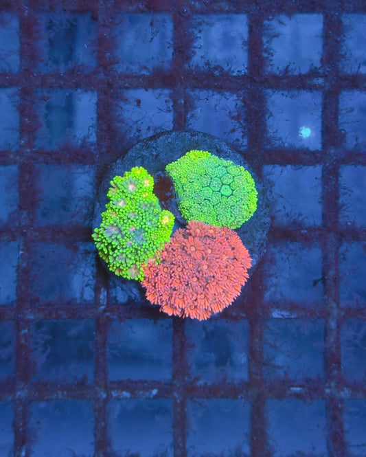 Goniopora 3 colores