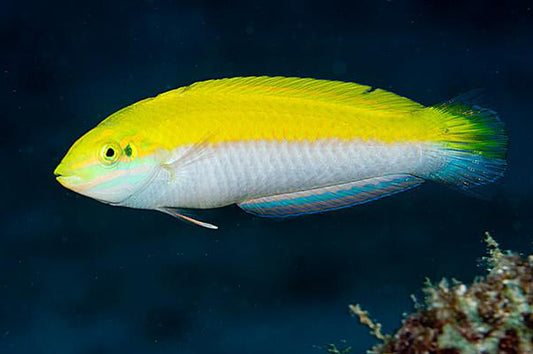 Halichoeres leucoxanthus (Lábrido de vientre plateado o Silver Belly Wrasse)