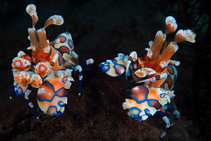 Hymenocera picta (Gamba/camarón arlequín)