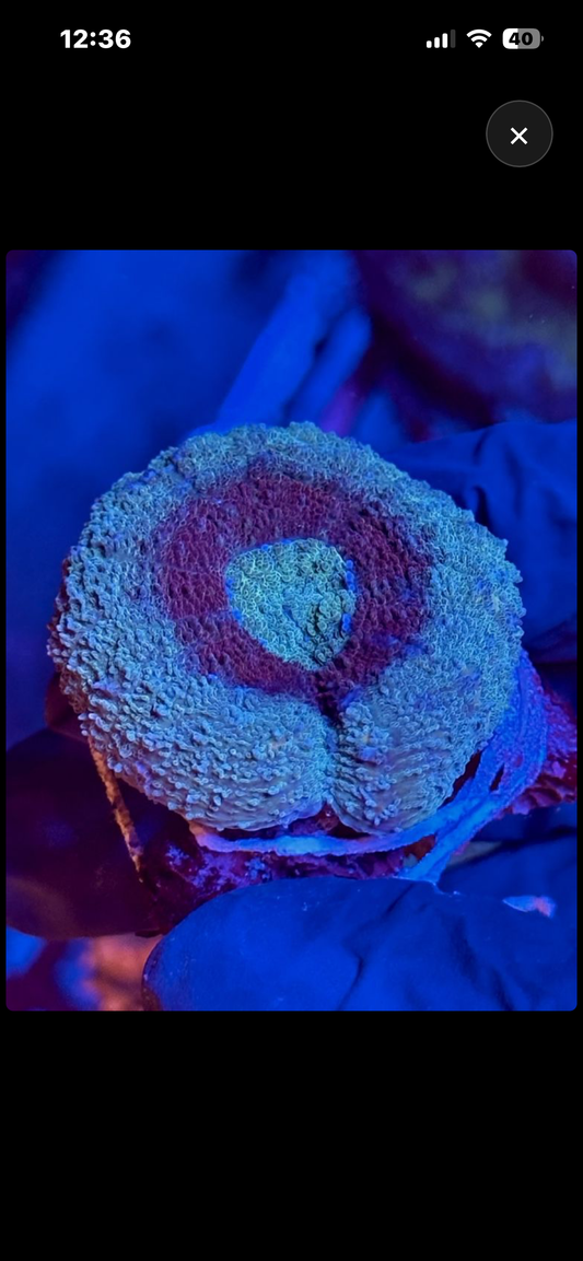 Lobophyllia Golden Blue