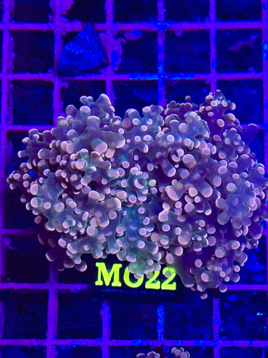 Euphyllia Yaeyamaensis CAMMO