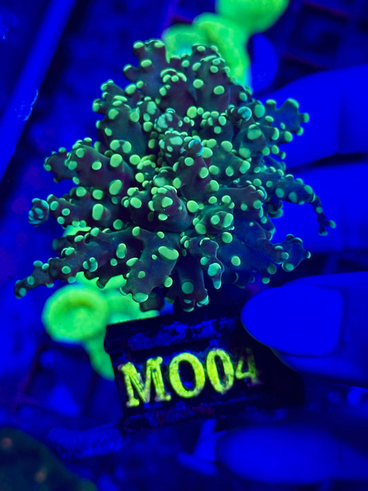 Euphyllia Yaeyamaensis YELLOW