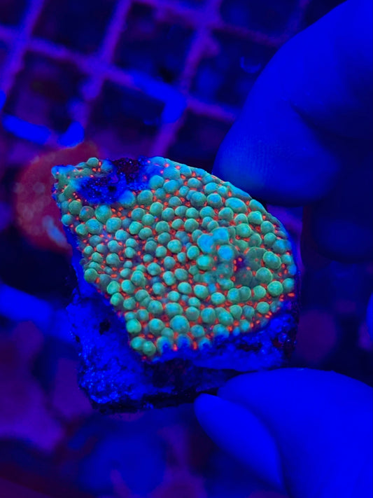 Montipora PLATO "Forest Fire Reverse"
