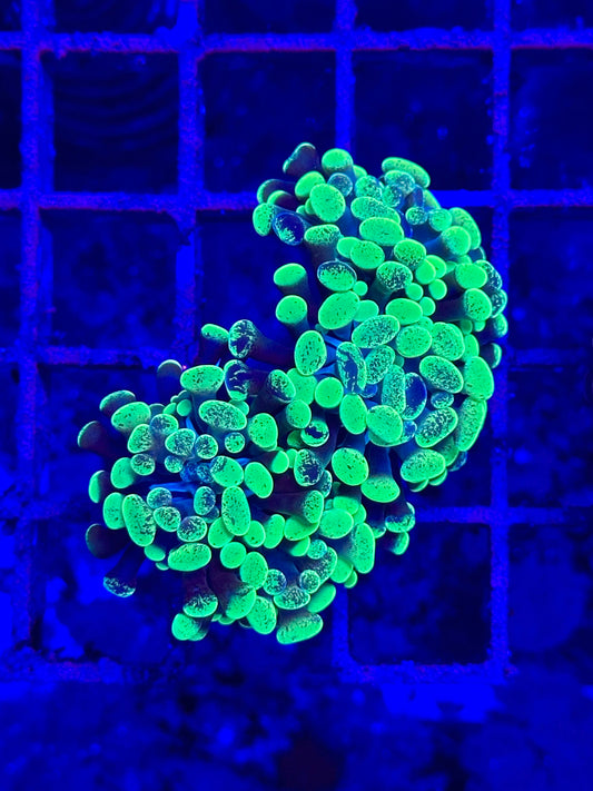 Euphyllia paraancora SPOTTED GREEN FLUOR
