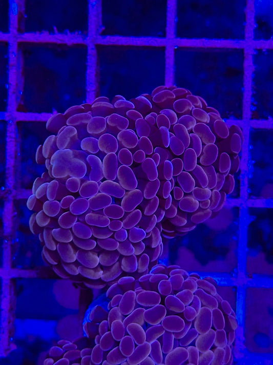 EUPHYLLIA paraancora PURPLE