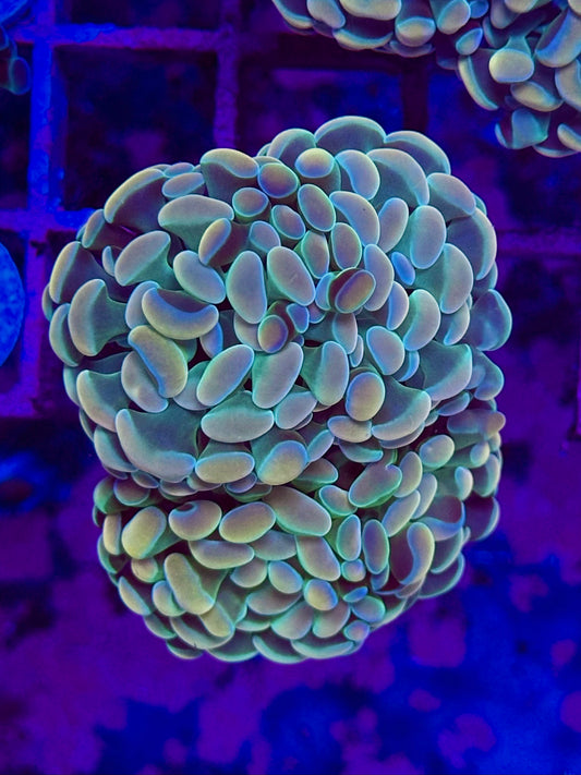 EUPHYLLIA paraancora IRIDIS GOLD