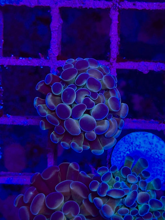 EUPHYLLIA paraancora ULTRA