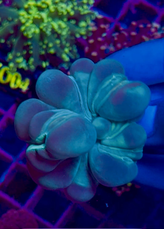 Nemenzophyllia turbida (Plerogyra turbida / Coral Burbuja Flor)