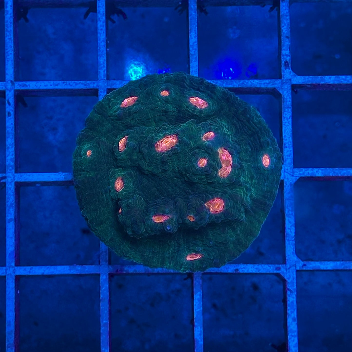 Chalice HELLFIRE/MARS LANDER