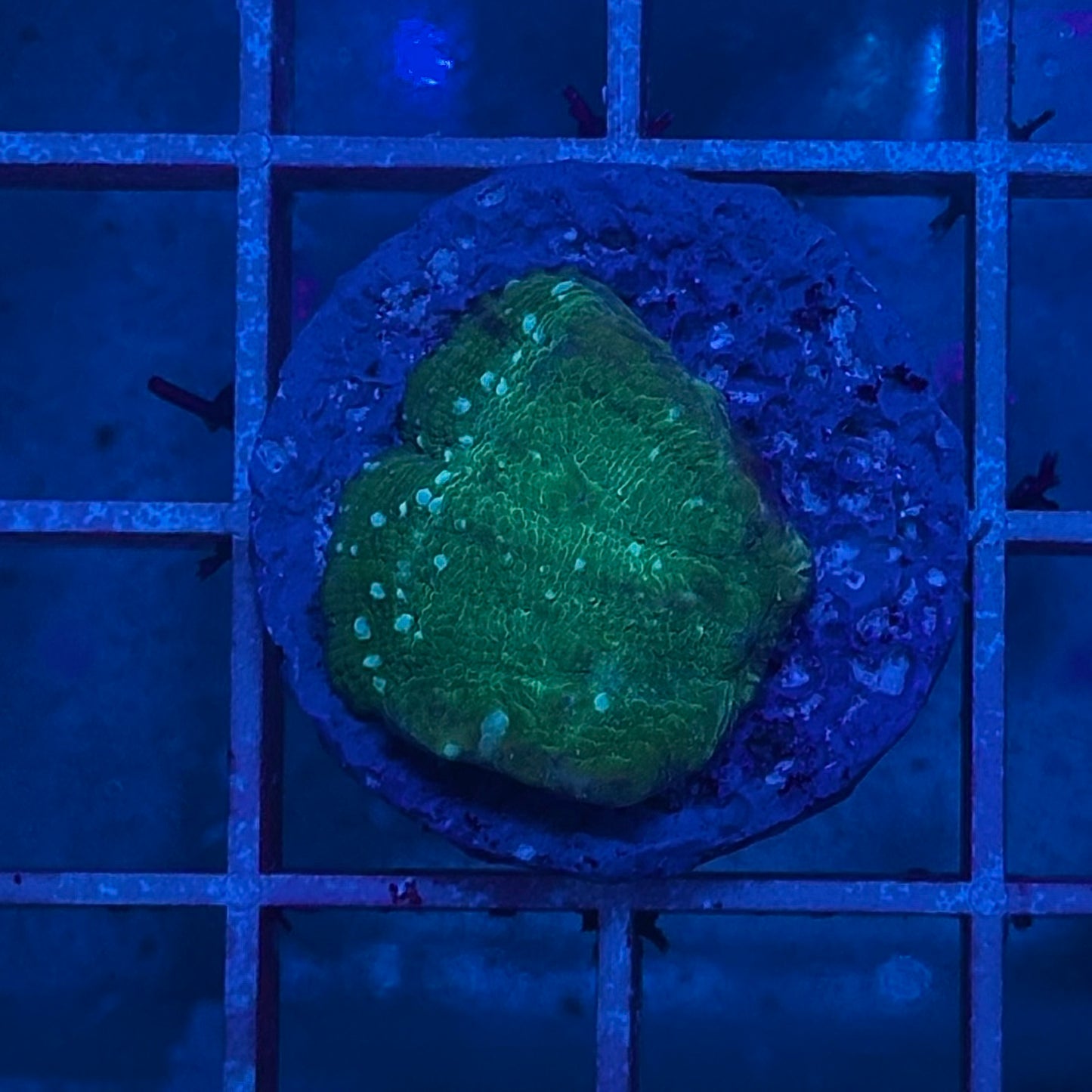 Chalice Green Goblin/Electric Daisy