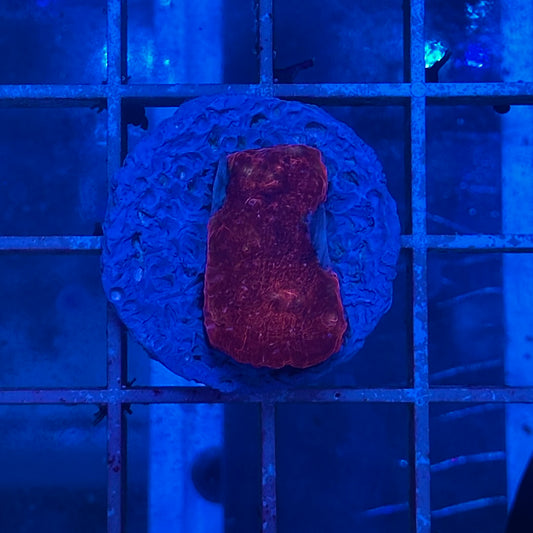 Chalice Blood Shot/Red Lava