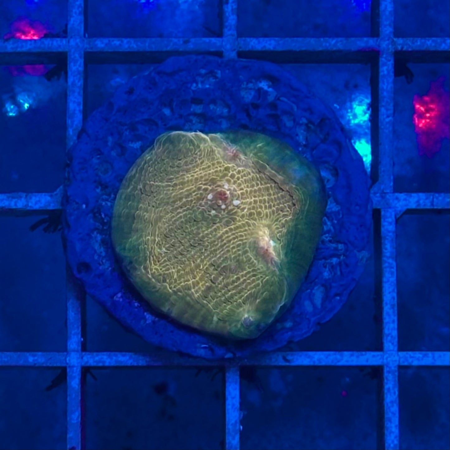 Chalice Toxic Waste/Lemon-Lime Chalice