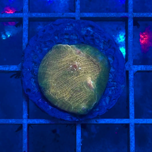 Chalice Toxic Waste/Lemon-Lime Chalice