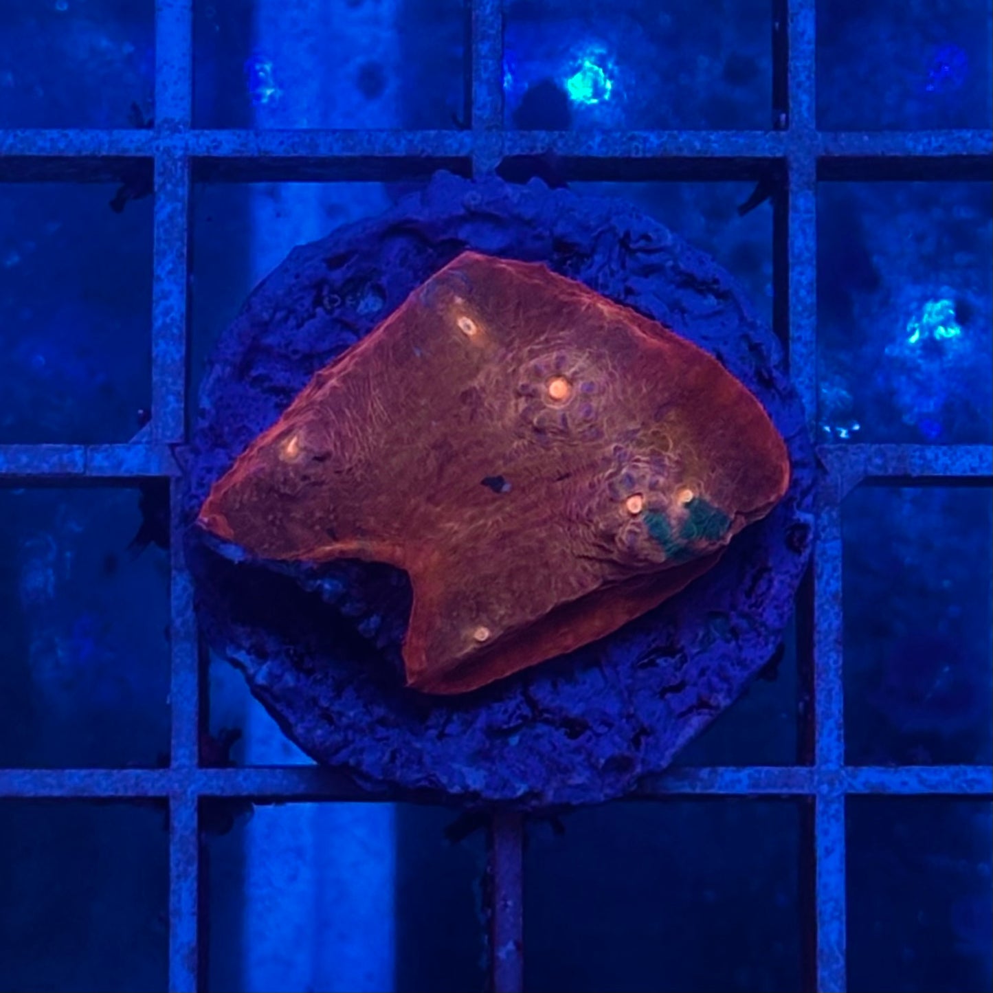 Chalice COPPERHEAD/ANCIENT DRAGON