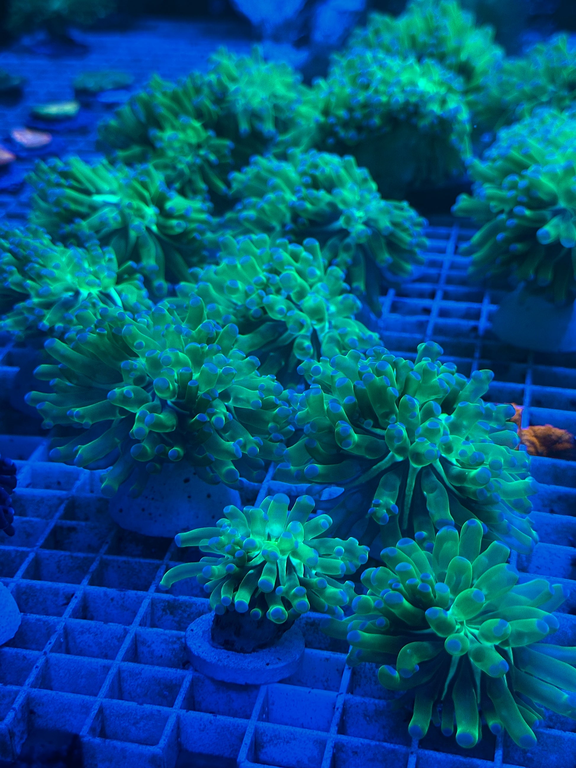 Euphyllia paraancora green blue tips - CoralMastery | CORAL