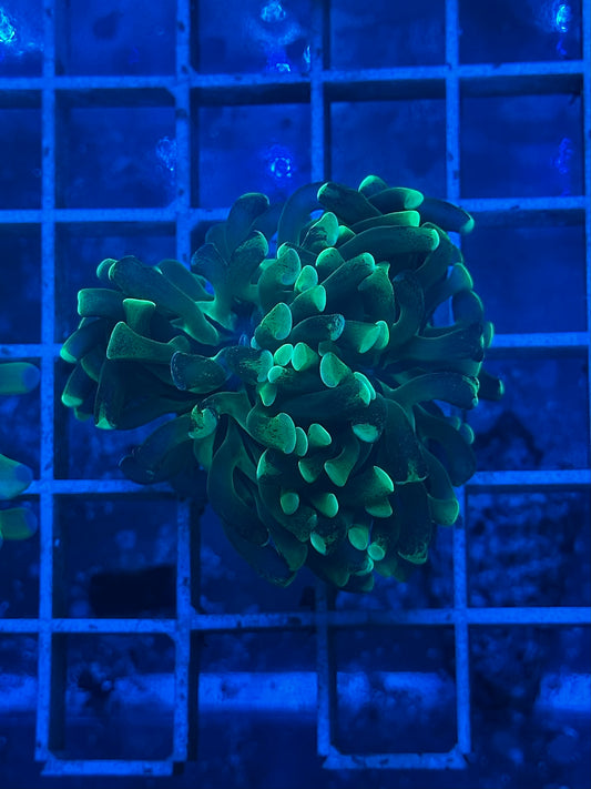 Euphyllia Ancora Neon Jade Z003