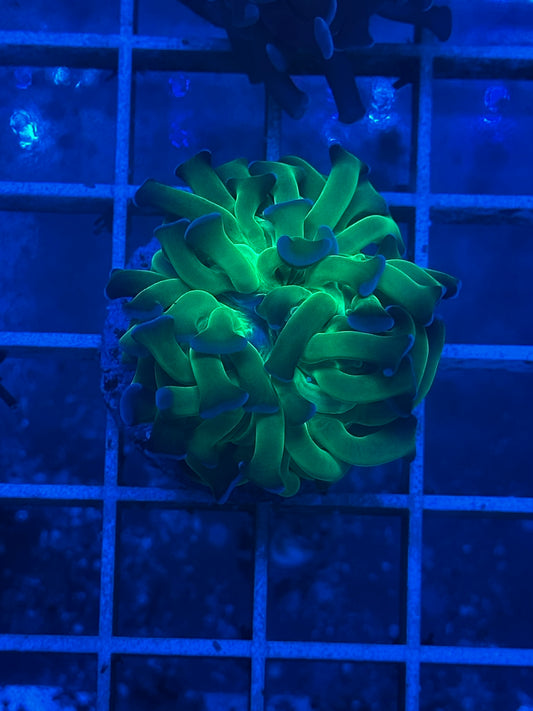 Euphyllia Ancora Metallic Tip Z016