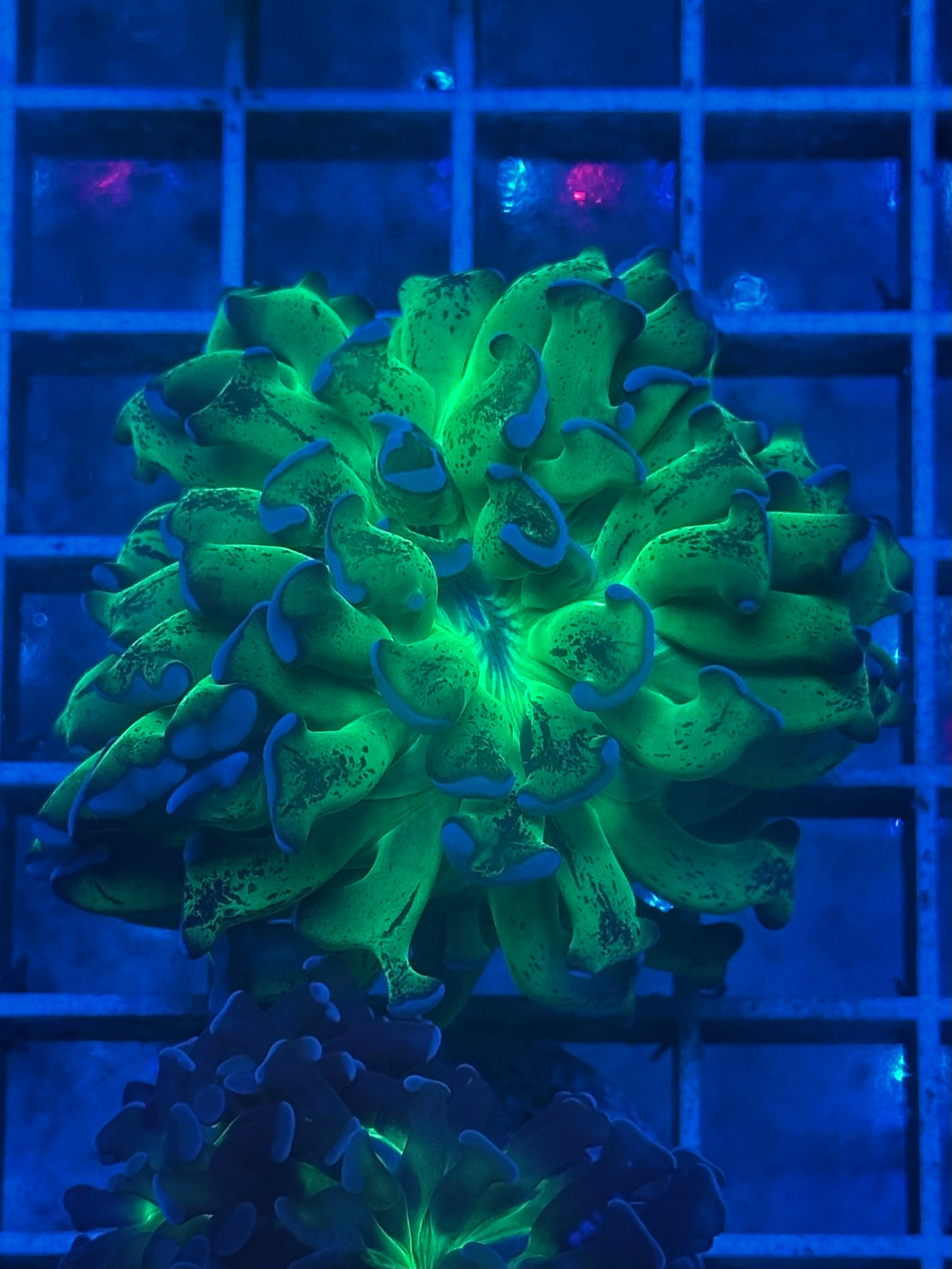Euphyllia Ancora Speckled Neon ZO21