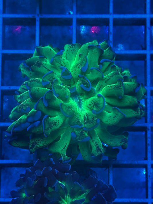 Euphyllia Ancora Speckled Neon ZO21
