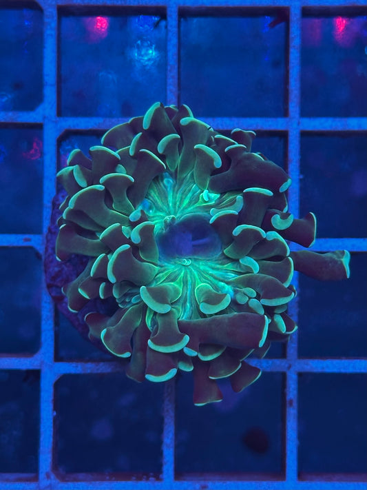 Euphyllia Ancora Green Glow Z006